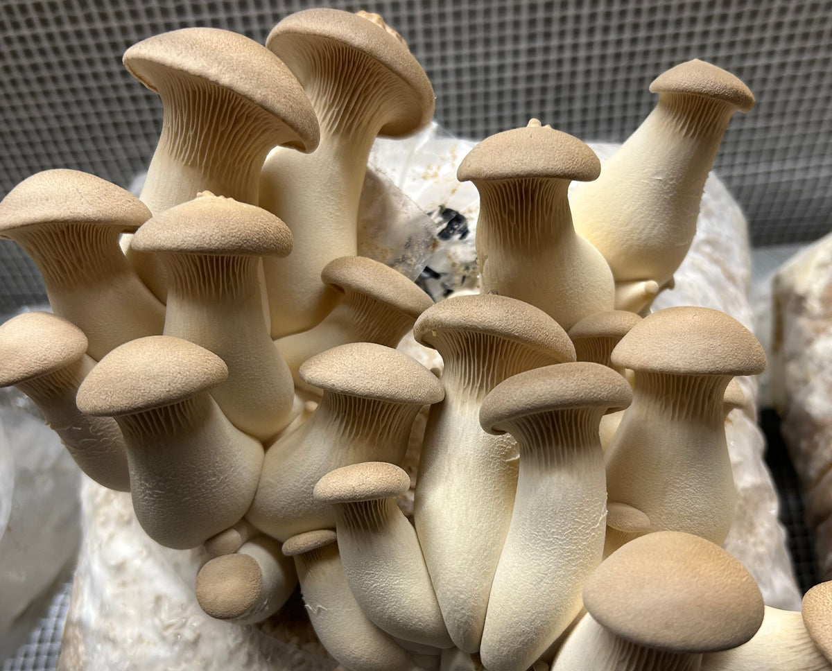 Premium Mushroom Liquid Culture - 10/20ml