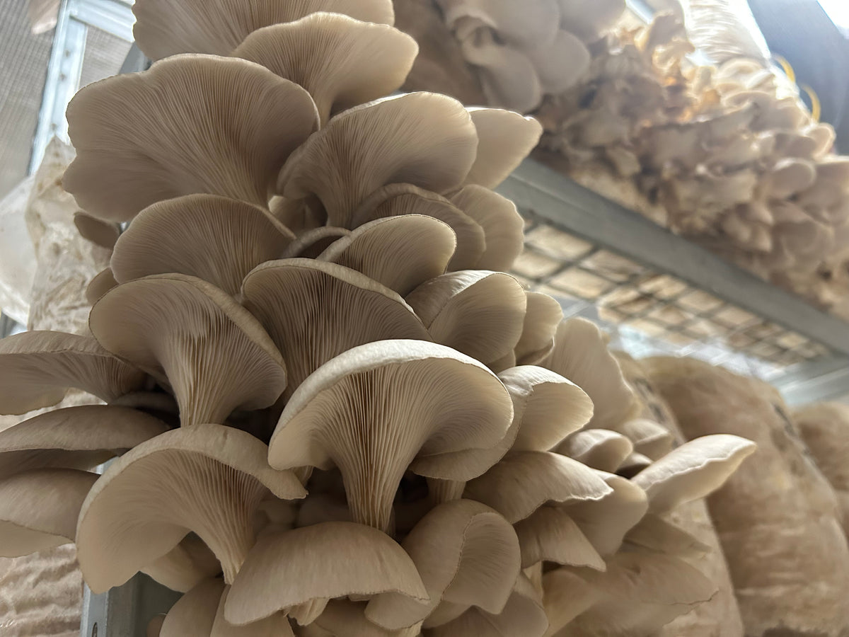 Premium Mushroom Liquid Culture - 10/20ml
