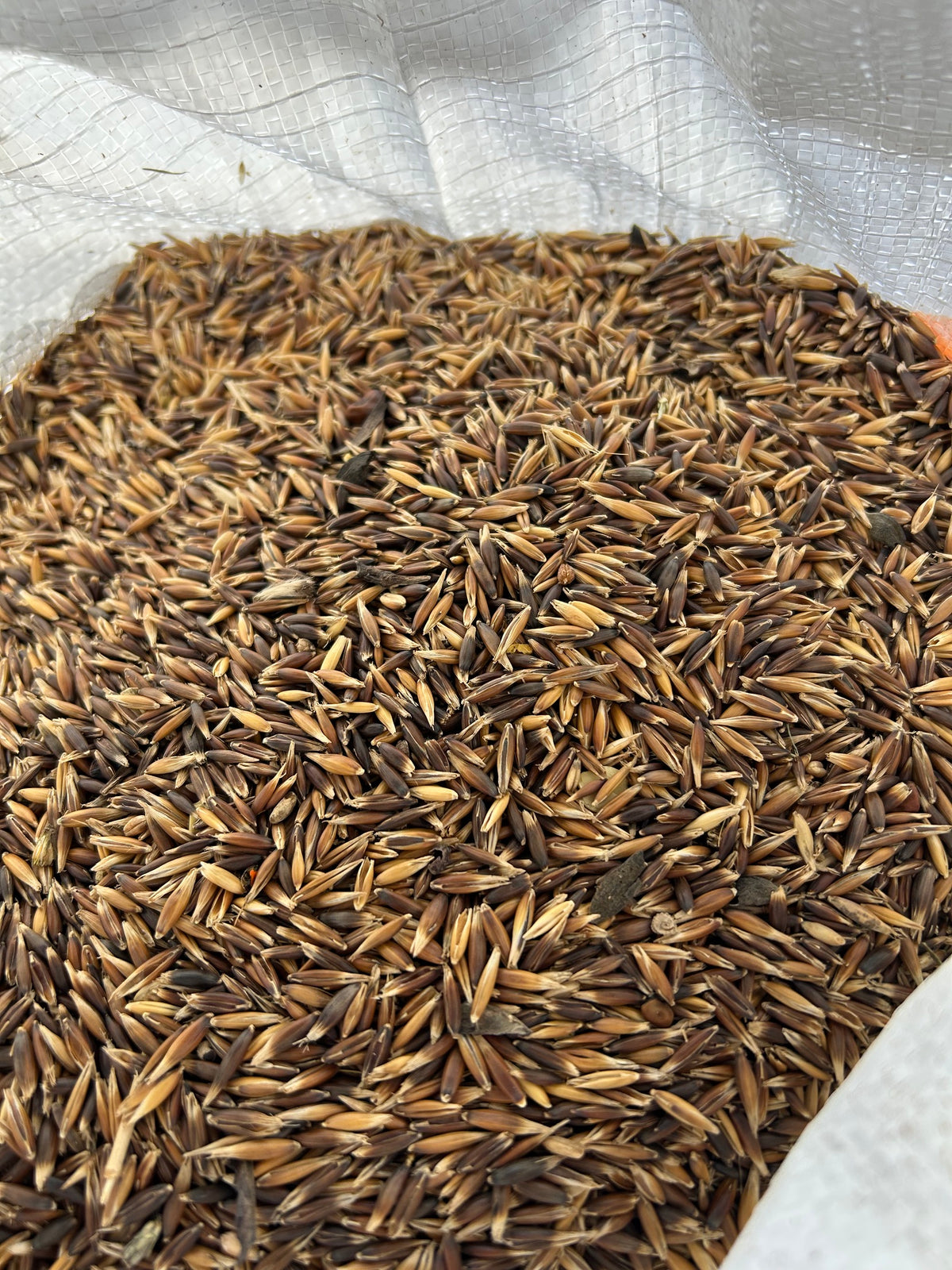 Organic Whole Oats in Bulk – Premium Grain for Mushroom Spawn Cultivation