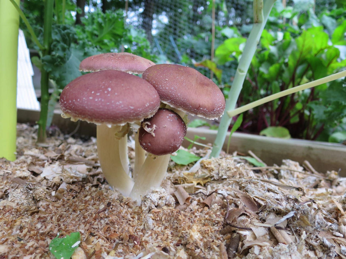 Premium Mushroom Liquid Culture - 10/20ml