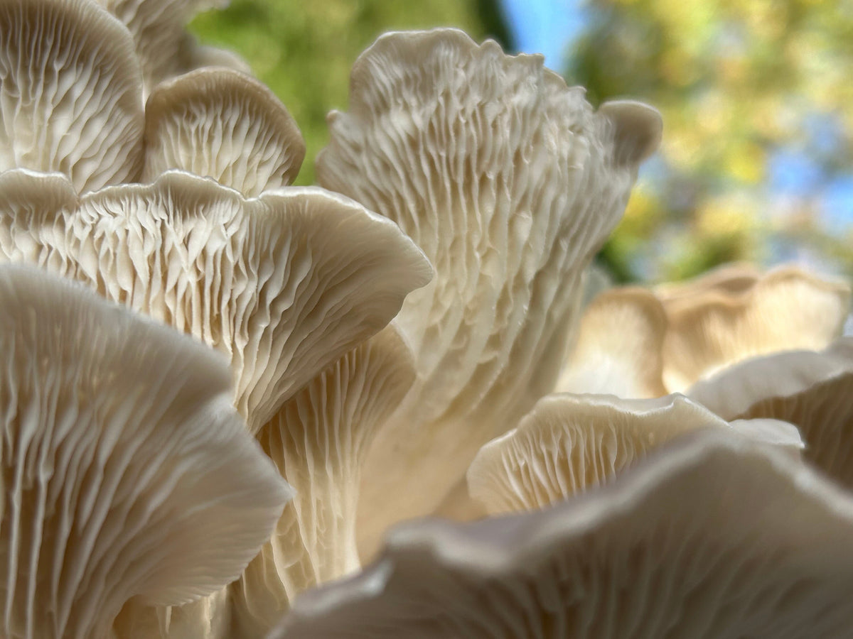Premium Mushroom Liquid Culture - 10/20ml