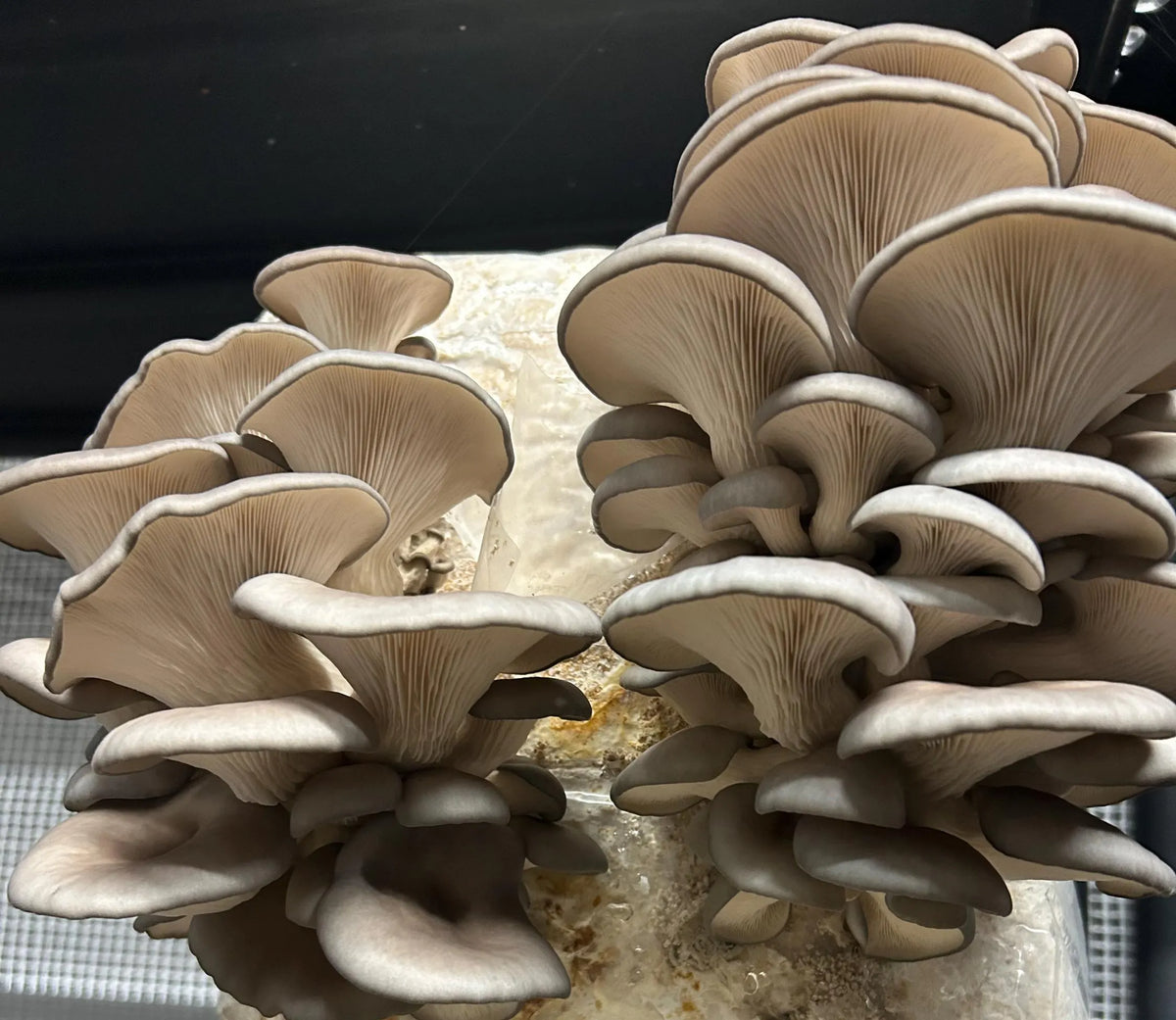 King Blue Oyster (Pleurotus Ostreatus)- Premium Liquid Culture - MCM Original (link below)