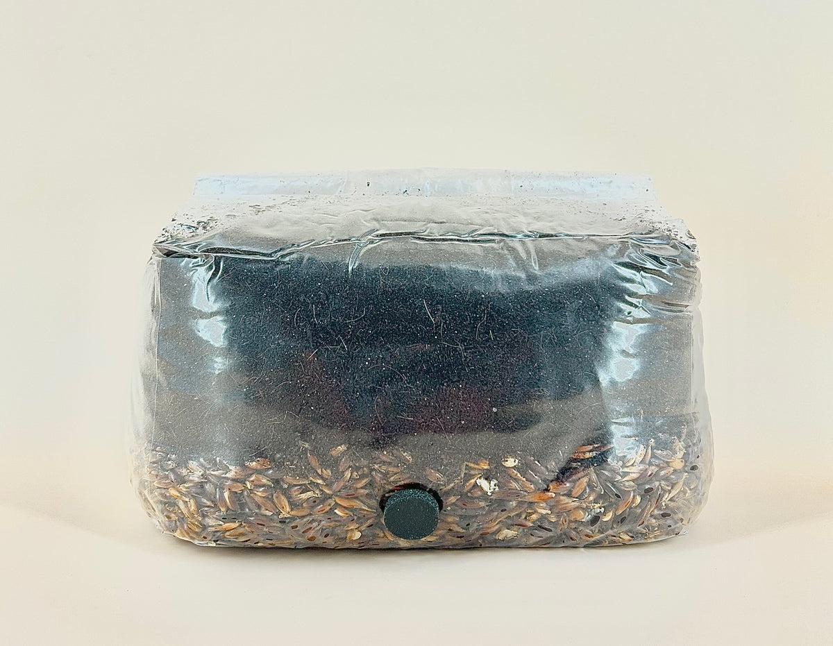 All-in-One Mushroom Grow kit - for Gourmet & Exotic Mushrooms (2 kg)
