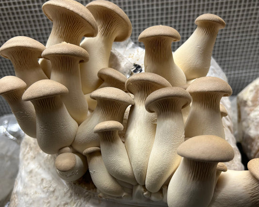 King Oyster (Pleurotus Eryngii) – Premium Liquid Culture