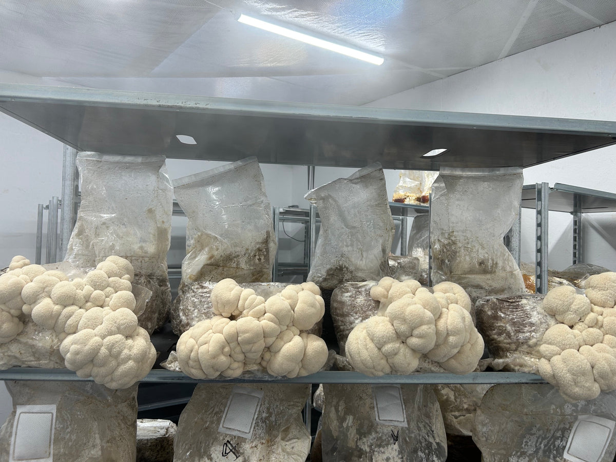 Lion’s Mane (Hericium Erinaceus) - Premium Liquid Culture