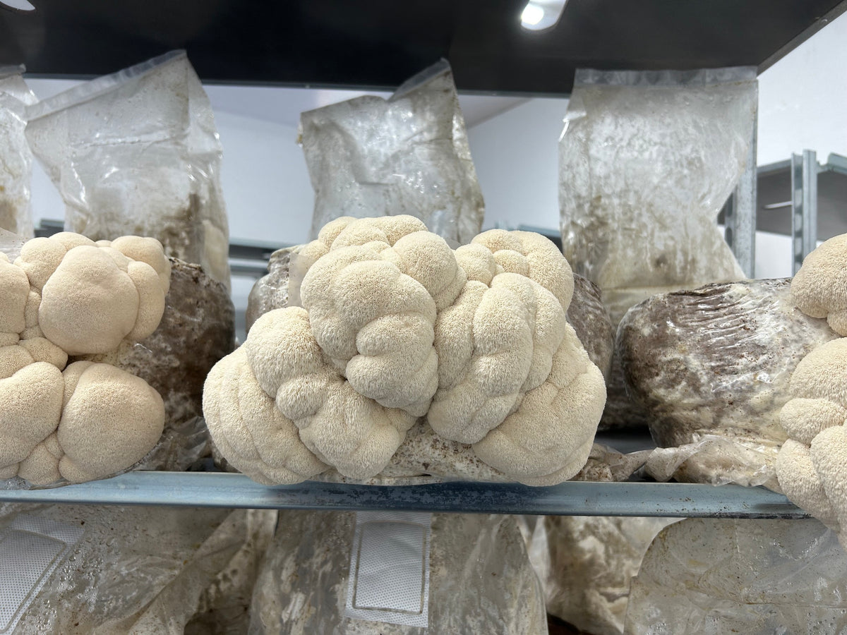 Lion’s Mane (Hericium Erinaceus) - Premium Liquid Culture