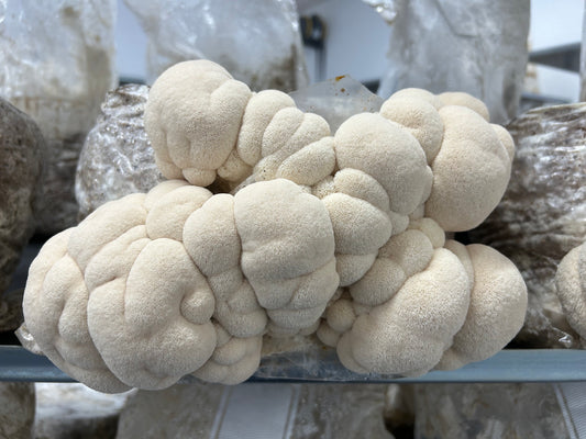 Lion’s Mane (Hericium Erinaceus) - Premium Liquid Culture