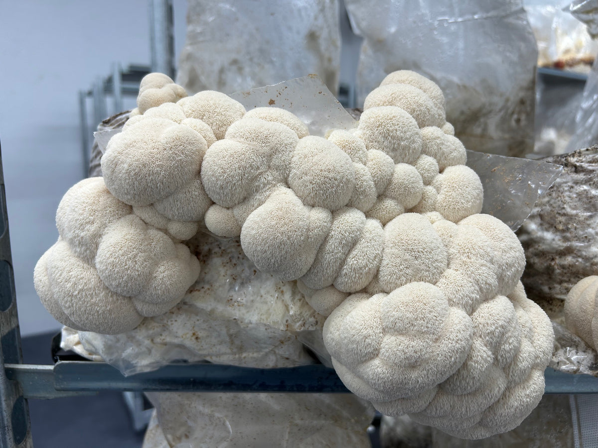 Lion’s Mane (Hericium Erinaceus) - Premium Liquid Culture