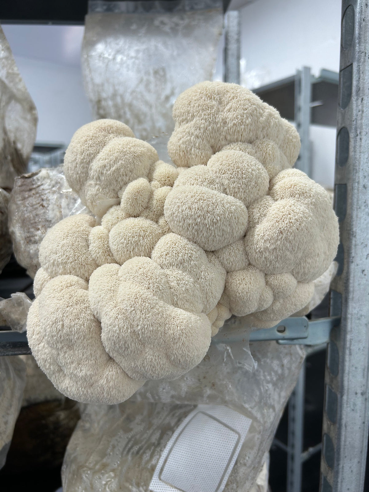 Lion’s Mane (Hericium Erinaceus) - Premium Liquid Culture