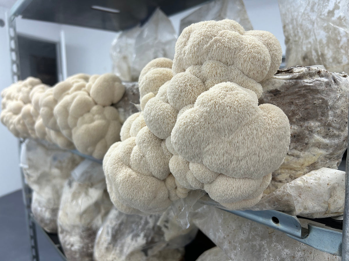 Lion’s Mane (Hericium Erinaceus) - Premium Liquid Culture