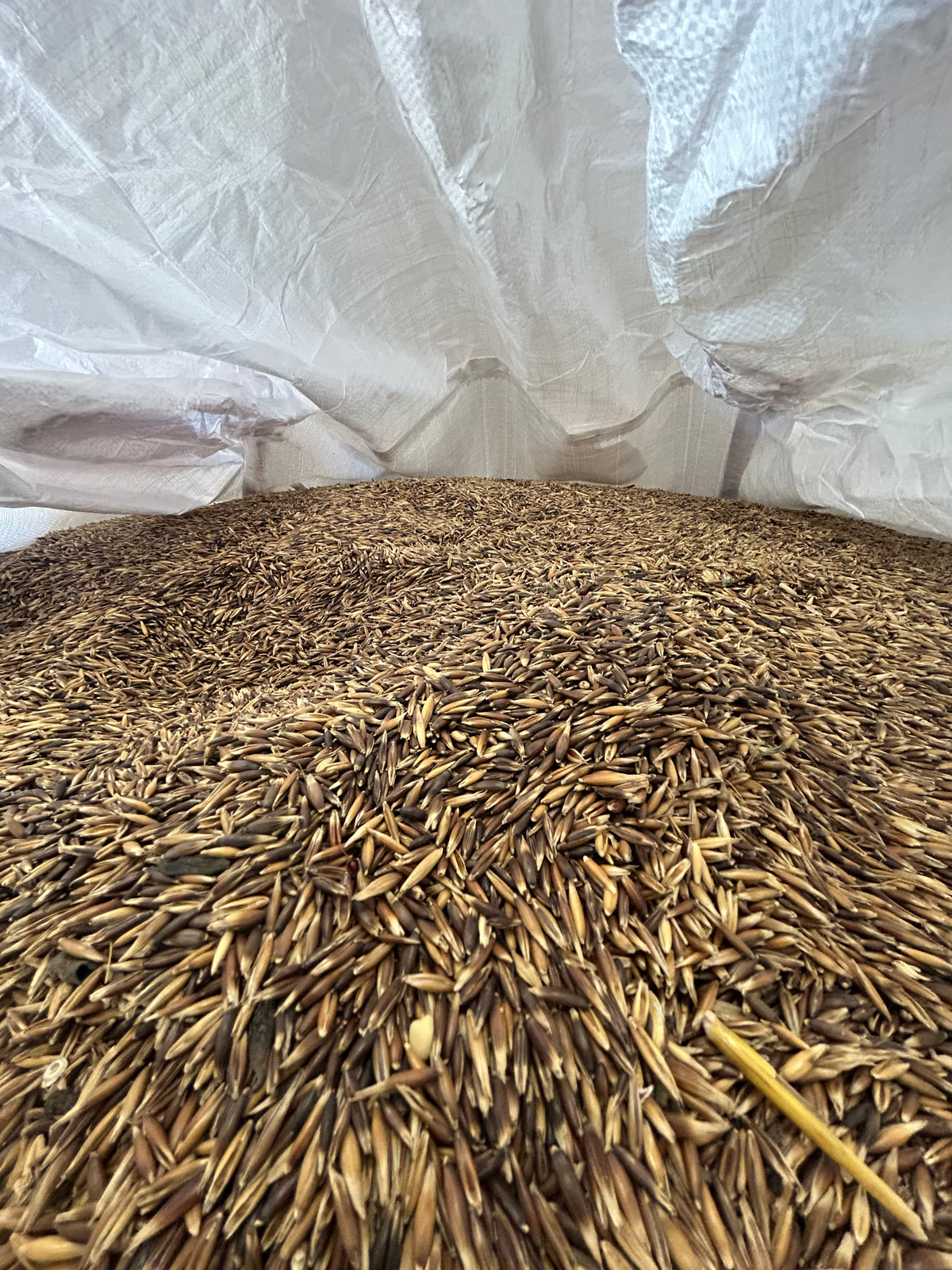 Organic Whole Oats in Bulk – Premium Grain for Mushroom Spawn Cultivation