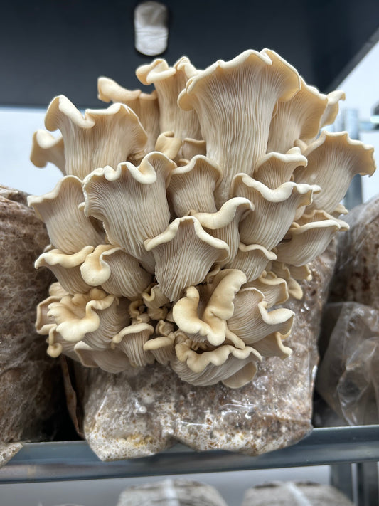 Path Finder (Pleurotus Ostreatus) - Premium Liquid Culture - MCM Original (link below)