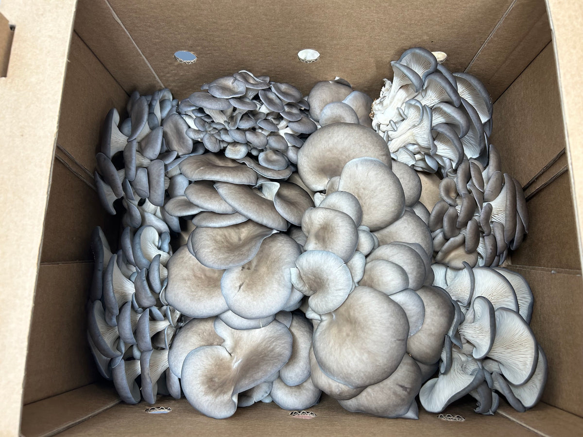 Blue/Grey Oyster 3015 (Pleurotus Ostreatus) – Premium Liquid Culture