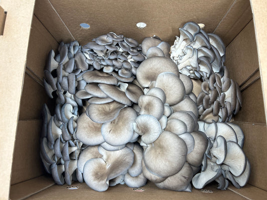 Fresh Organic Blue Oyster Mushrooms