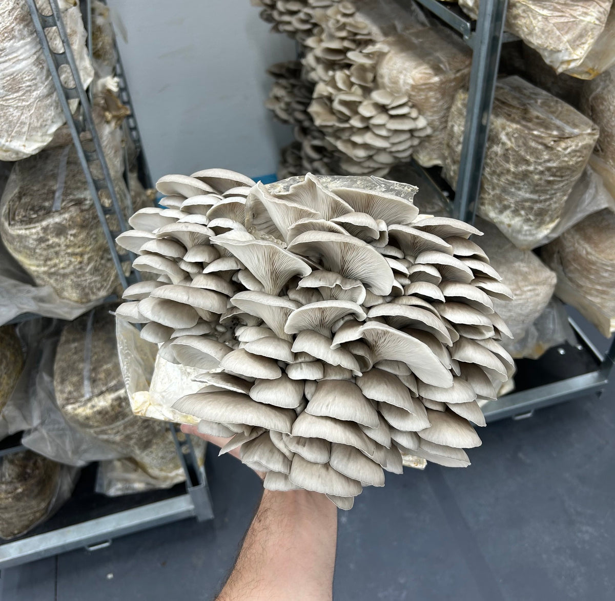 Blue/Grey Oyster 3015 (Pleurotus Ostreatus) – Premium Liquid Culture
