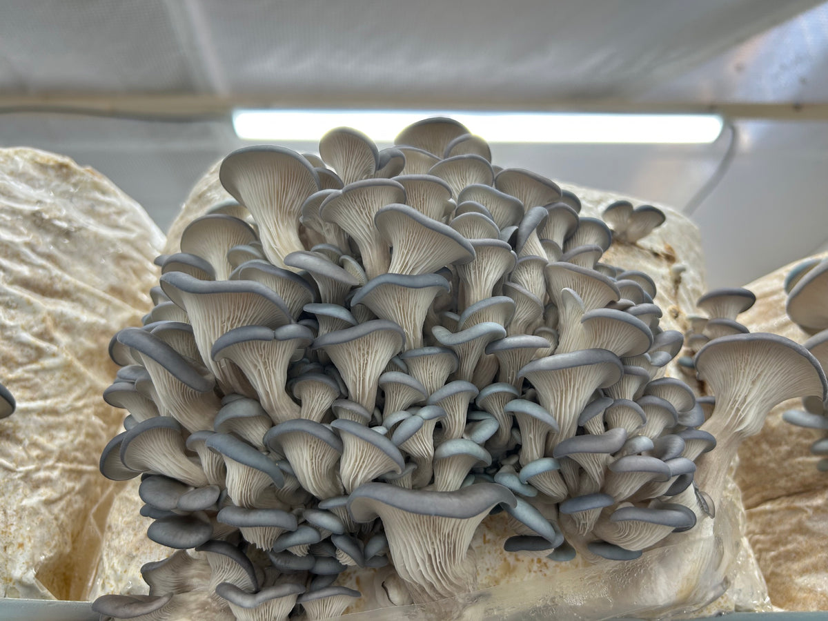 Fresh Organic Blue Oyster Mushrooms