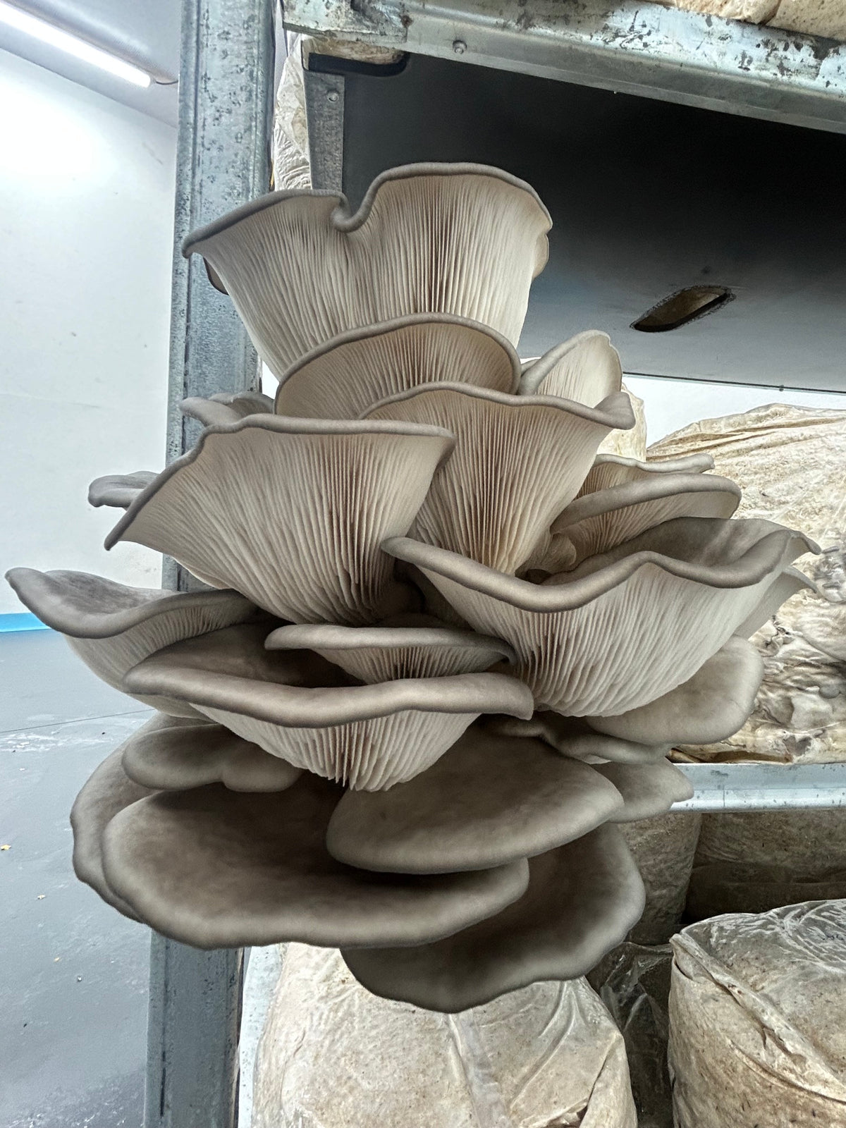 King Blue Oyster (Pleurotus Ostreatus)- Premium Liquid Culture - MCM Original (link below)