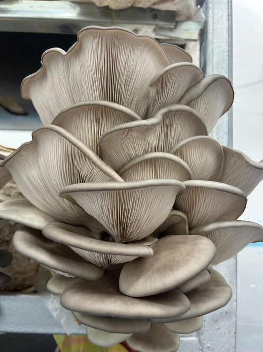 King Blue Oyster (Pleurotus Ostreatus)- Premium Liquid Culture - MCM Original (link below)