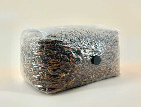 Organic Grain Spawn - 1 kg