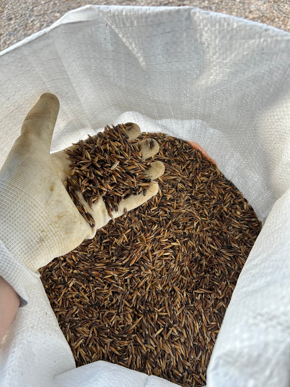 Organic Whole Oats in Bulk – Premium Grain for Mushroom Spawn Cultivation