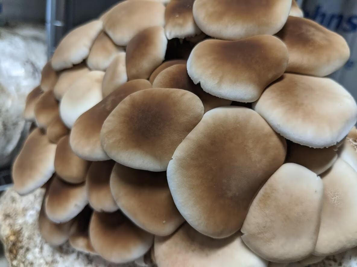Premium Mushroom Liquid Culture - 10/20ml