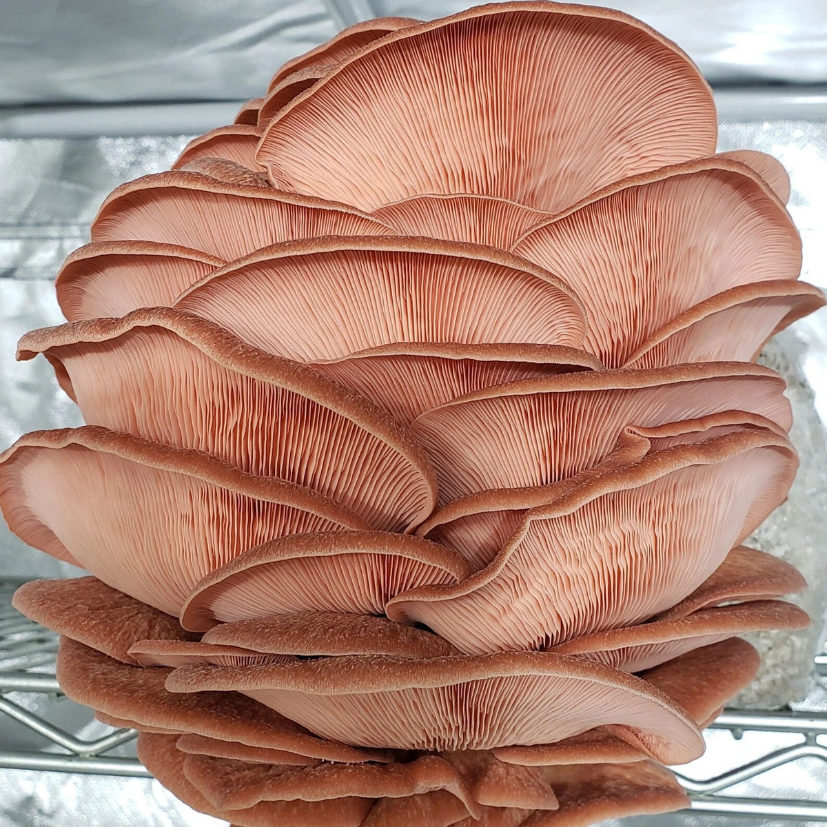Premium Mushroom Liquid Culture - 10/20ml