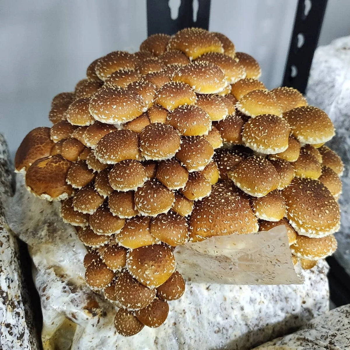 Premium Mushroom Liquid Culture - 10/20ml