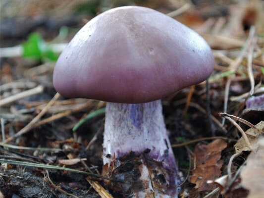 Premium Mushroom Liquid Culture - 10/20ml