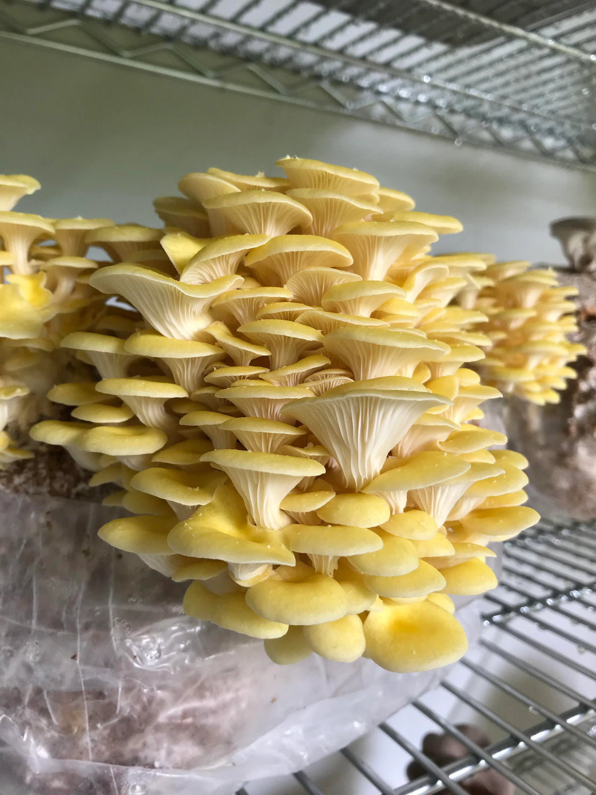 Premium Mushroom Liquid Culture - 10/20ml