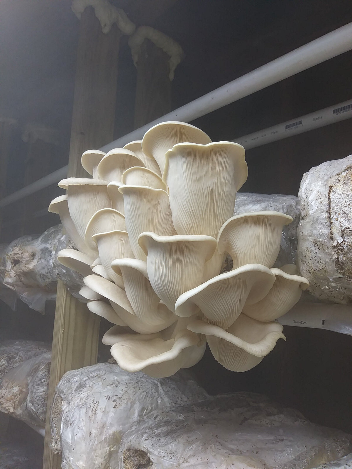 Premium Mushroom Liquid Culture - 10/20ml