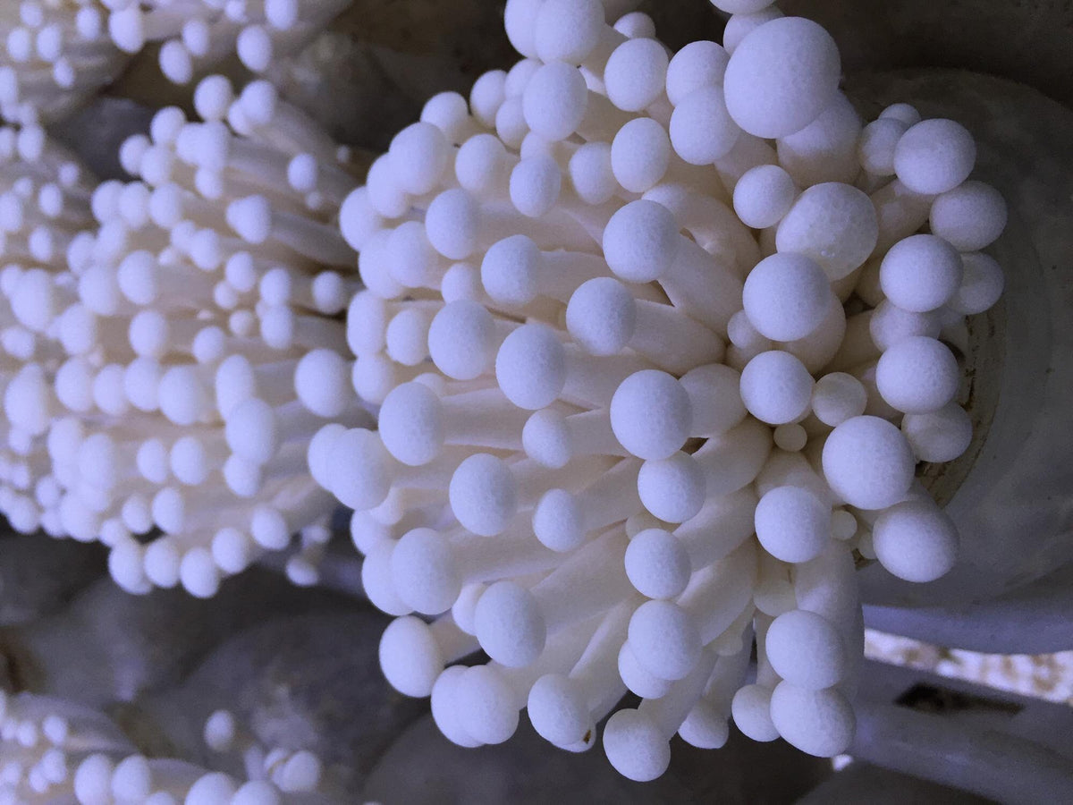 Premium Mushroom Liquid Culture - 10/20ml