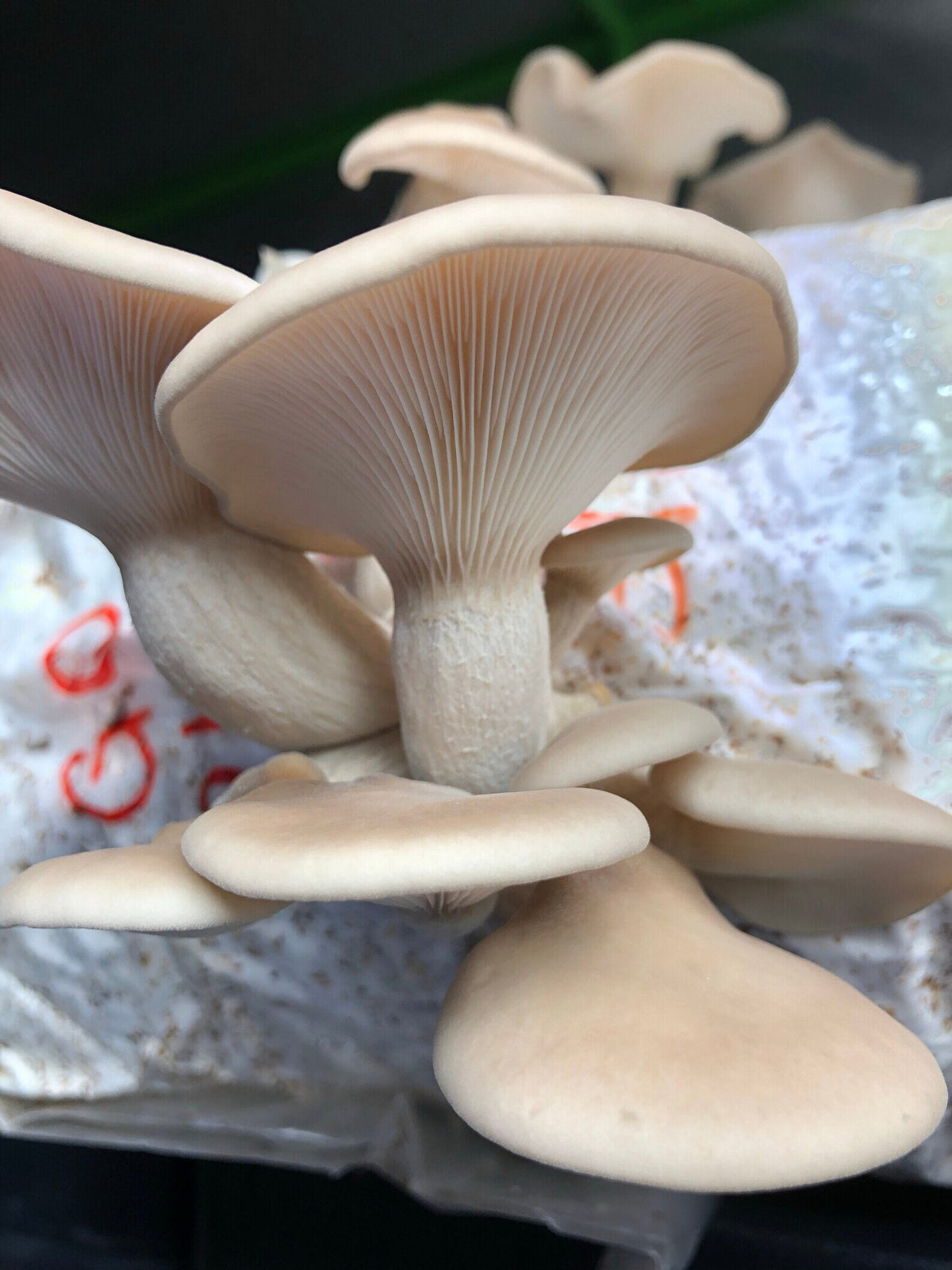 Premium Mushroom Liquid Culture - 10/20ml
