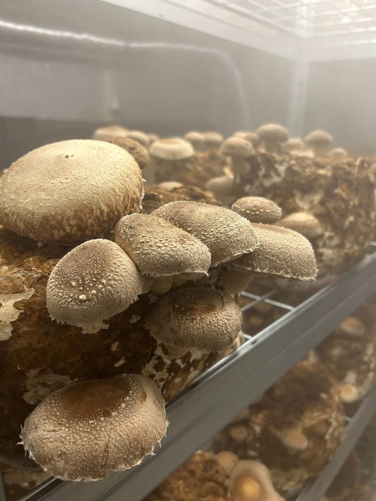 Premium Mushroom Liquid Culture - 10/20ml