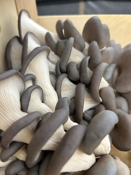 Blue/Grey Oyster 3015 (Pleurotus Ostreatus) – Premium Liquid Culture