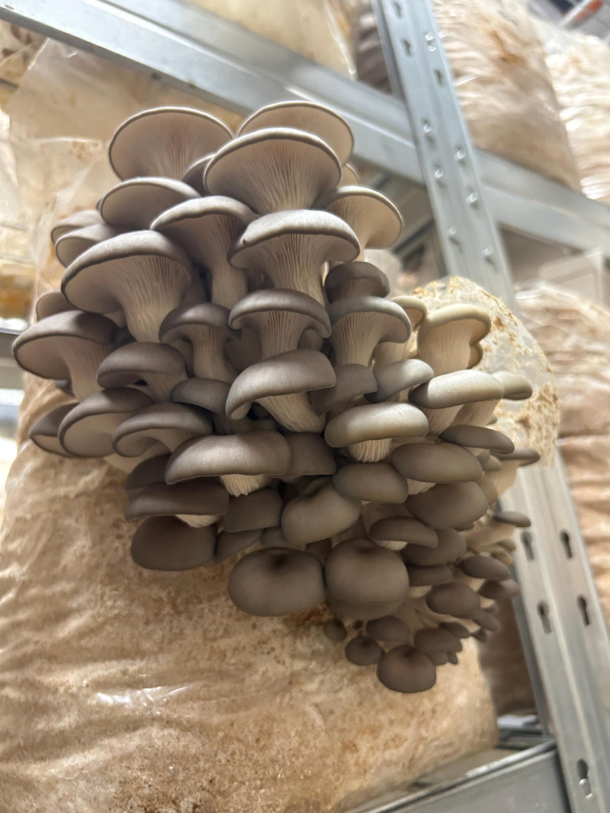 Blue/Grey Oyster 3015 (Pleurotus Ostreatus) – Premium Liquid Culture