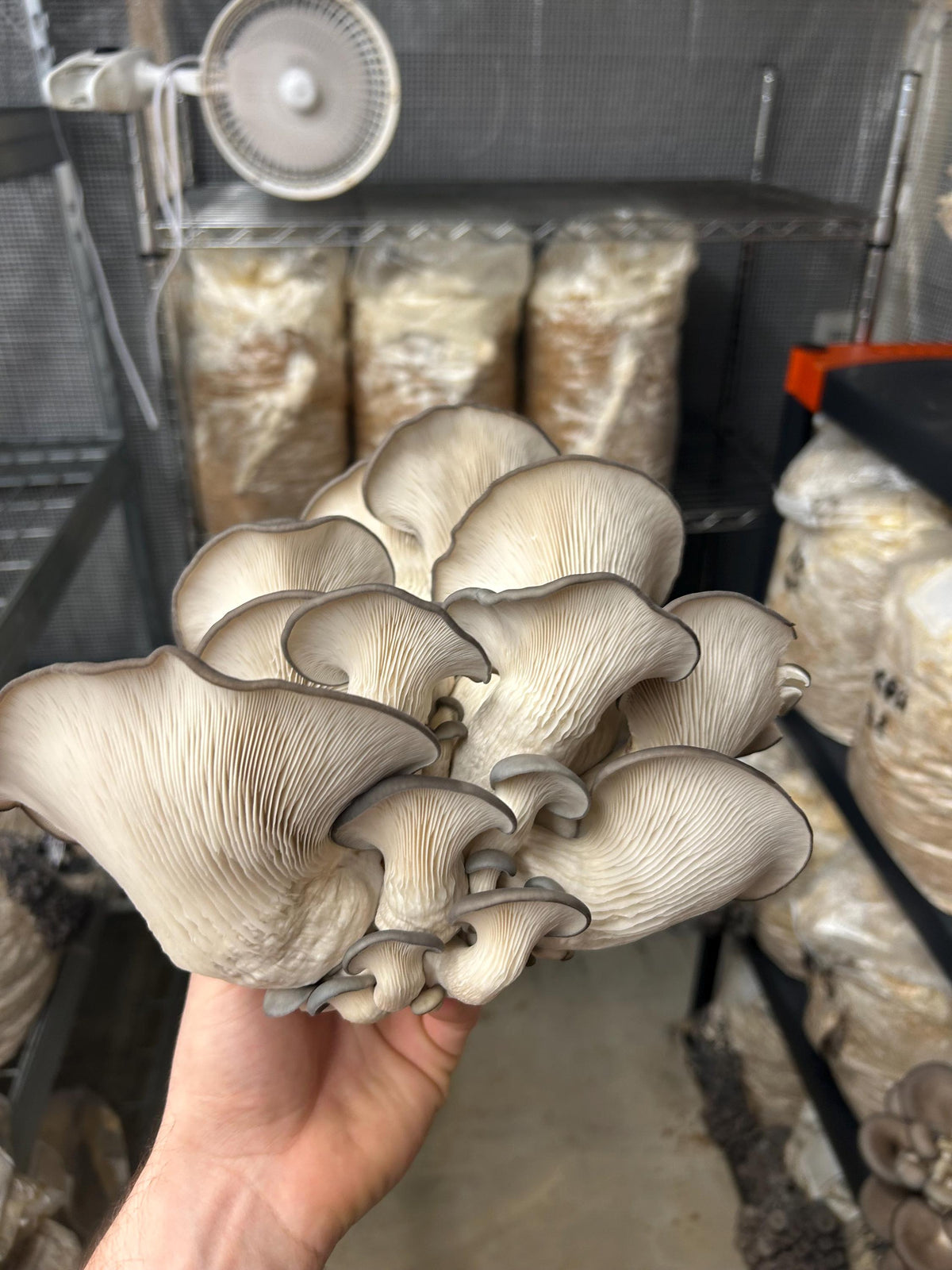 Premium Mushroom Liquid Culture - 10/20ml